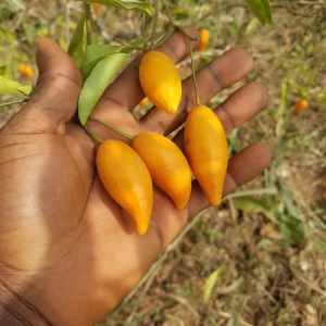 Tabernanthe rare fresh fruit pods