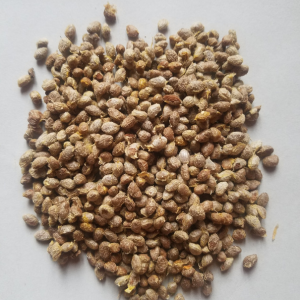 Tabernanthe rare dried seeds