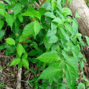 Sacred caapi vine leaves