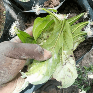 Viridis rooted leaves